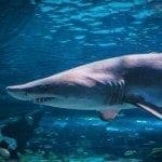 Long nosed shark, photo credit: David Rives