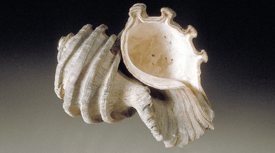 This is a picture of an Ecphora fossil. (click for credit)
