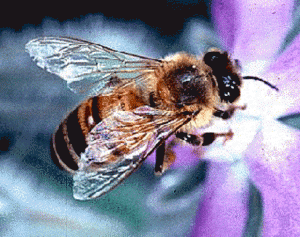 honey bee close up 