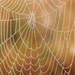 A dew bespeckled spider's web