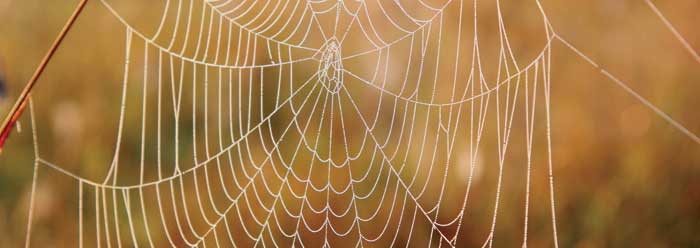 A dew bespeckled spider's web