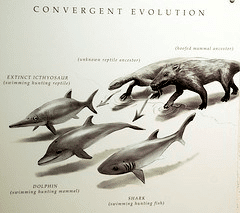 convergent evolution cs4k