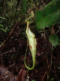 Pitcher plant: Nepenthese rafflesiana