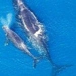Baleen whale with calf