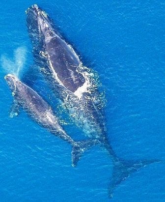 Baleen whale with calf