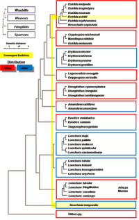 Phylogenetic tree showing evolutive relationships, genetic distance, and convergent evolution among waxbills (Photo credit: Wikipedia)