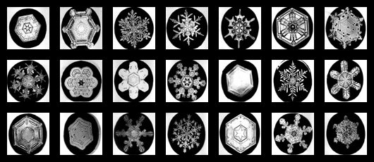 Snowflakes under the microscope, photo credit: tammara horn
