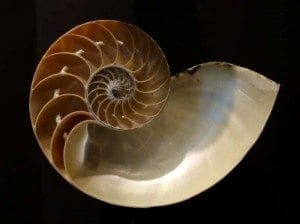 Creation Club Public Domain Nautilus_pompilius_Fernbank_Museum_of_Natural_History