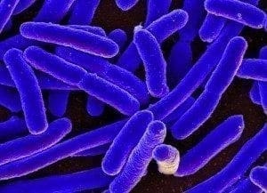 E. coli