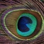 Peacock feather detail showing the 'eye'