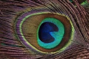Peacock feather detail showing the 'eye'