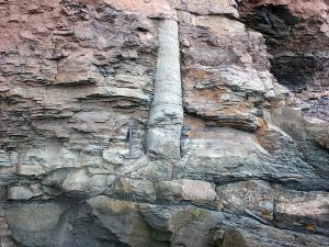 polystrate tree fossil shooting through multiple geographic layers defying the Geologic timescale