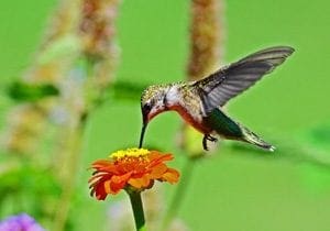 hummingbird