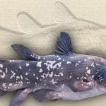 Coelacanth shown in living color with matching fossil imprint behind, photo credit: David Mikkelson