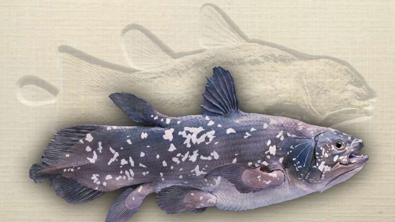 Coelacanth shown in living color with matching fossil imprint behind, photo credit: David Mikkelson