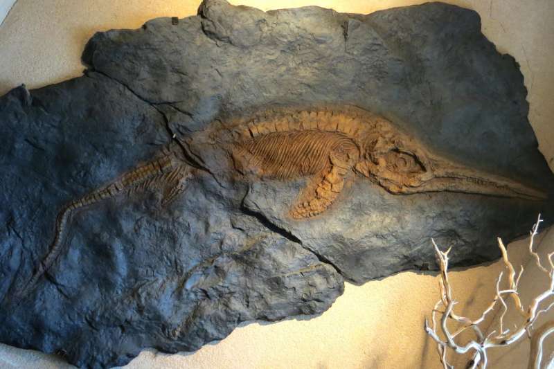 Ichthyosaur fossil encased in rock