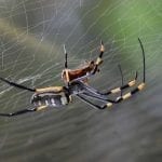 Golden Orb Spider on web