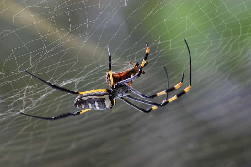 Golden Orb Spider on web