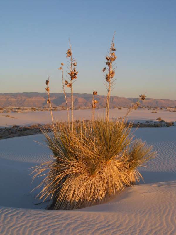 White Sands 