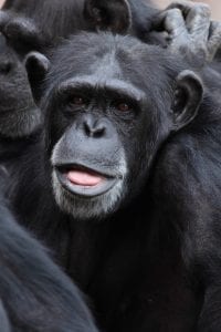 Chimpanzee face looking thoughtful/worried, photo credit Pixabay