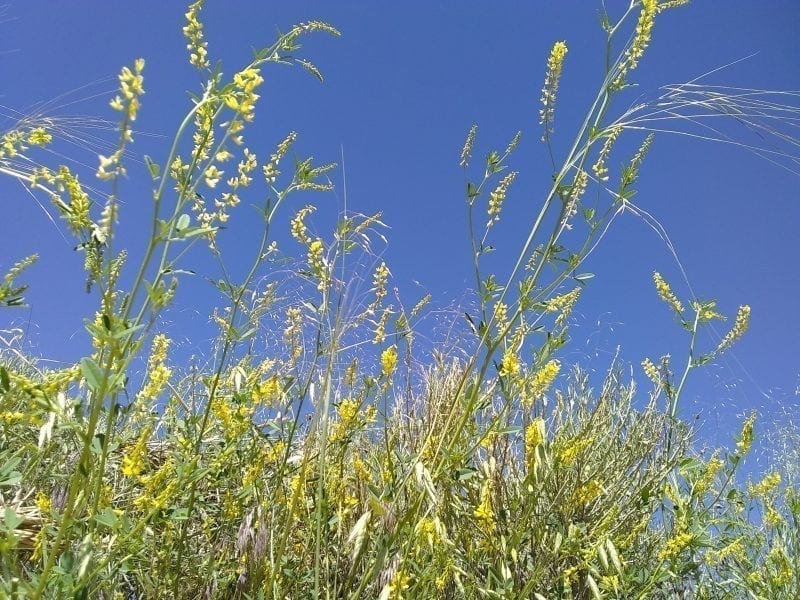 Prairie Grasses
