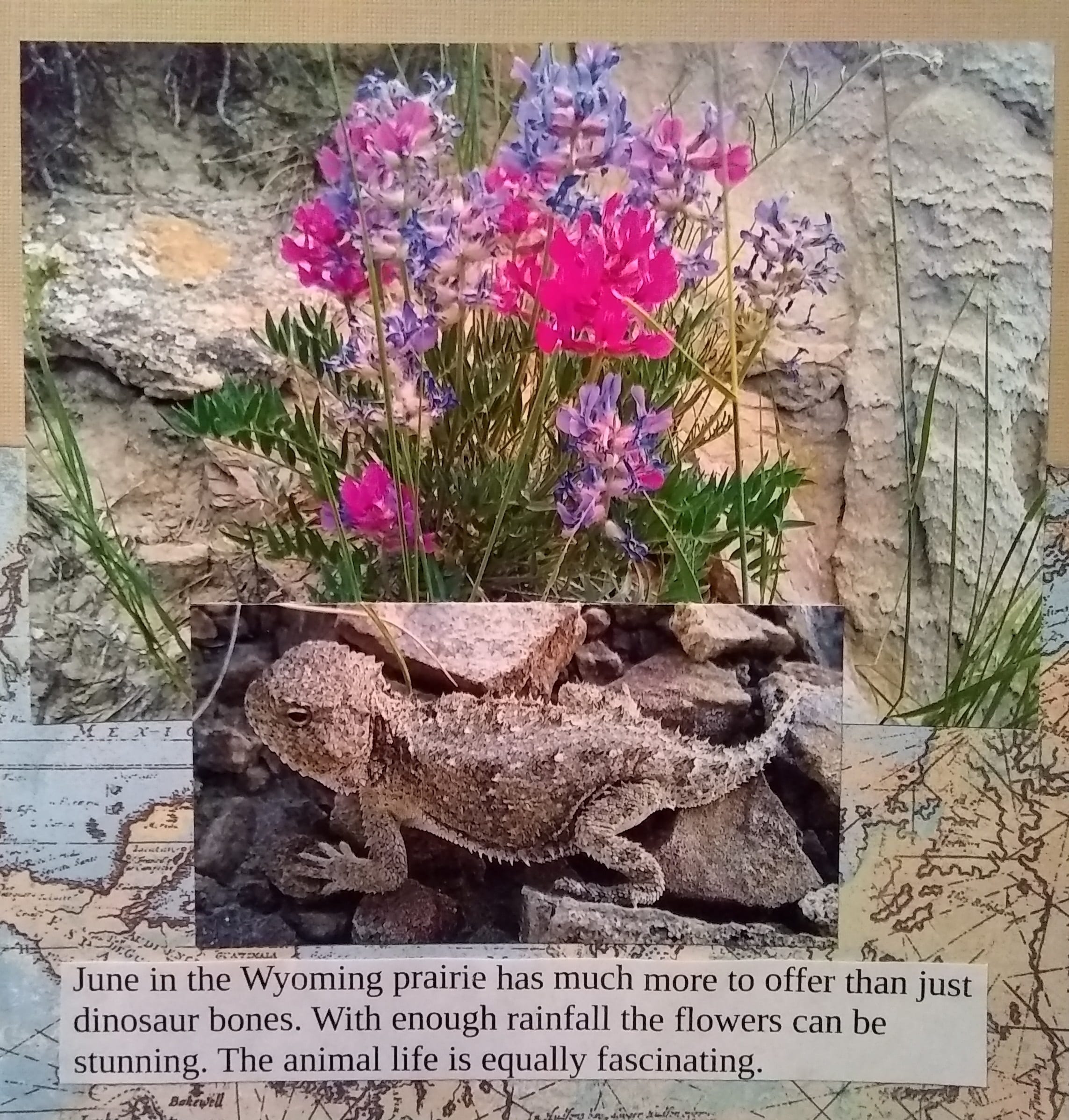 June in the Wyoming prairie has much more to offer than just dinosaur bones. With enough rainfall the flowers can be stunning. Plus a lizard close up