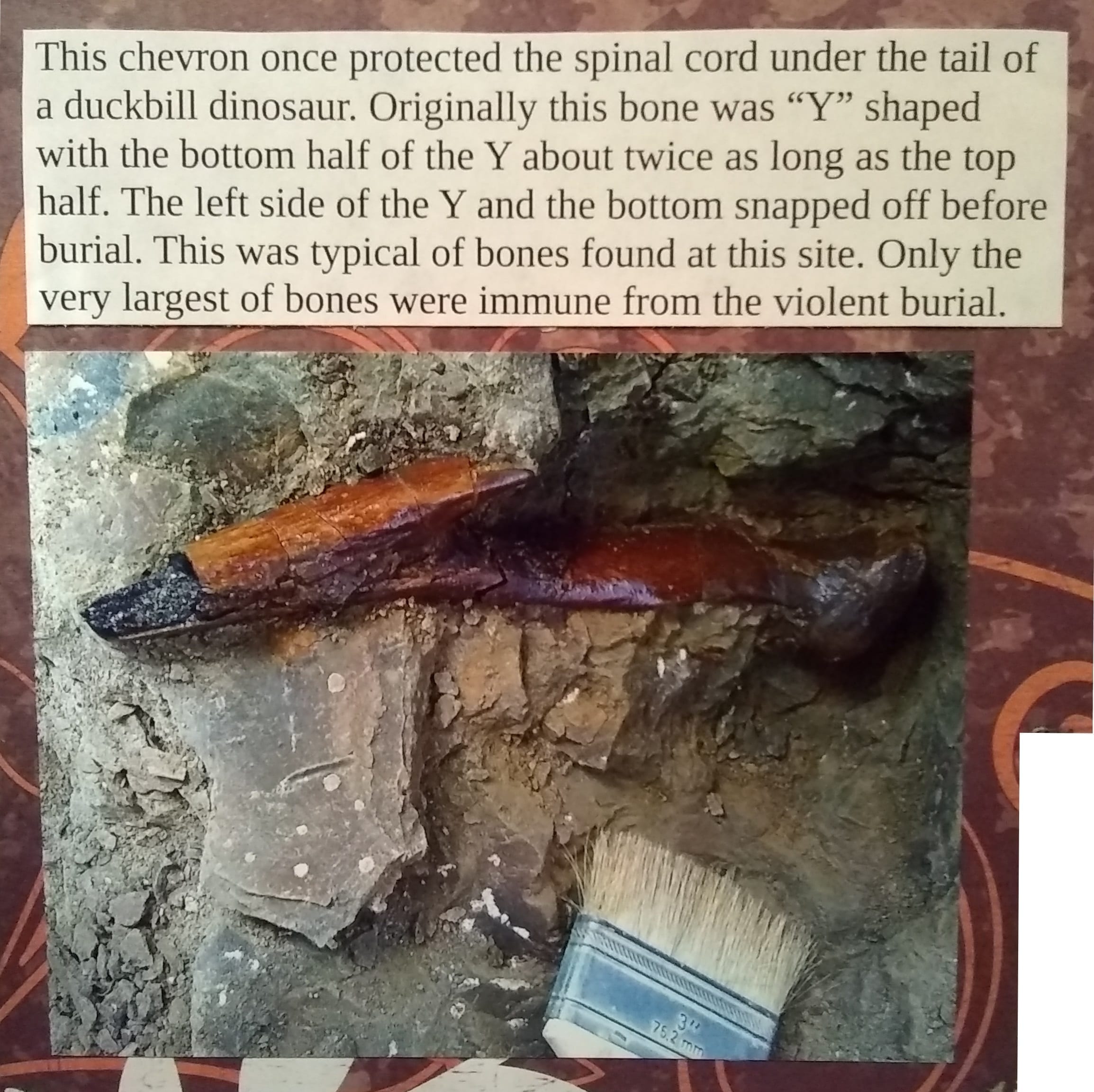 This chevron once protected the spinal cord under the tail of a duckbill dinosaur. Originally this bone was Y shaped with the bottom half of the Y about twice as long as the top. The left side of the Y and the bottom snapped off before burial. This was typical of bones found at this site. Only the largest bones were immune from the violent burial.