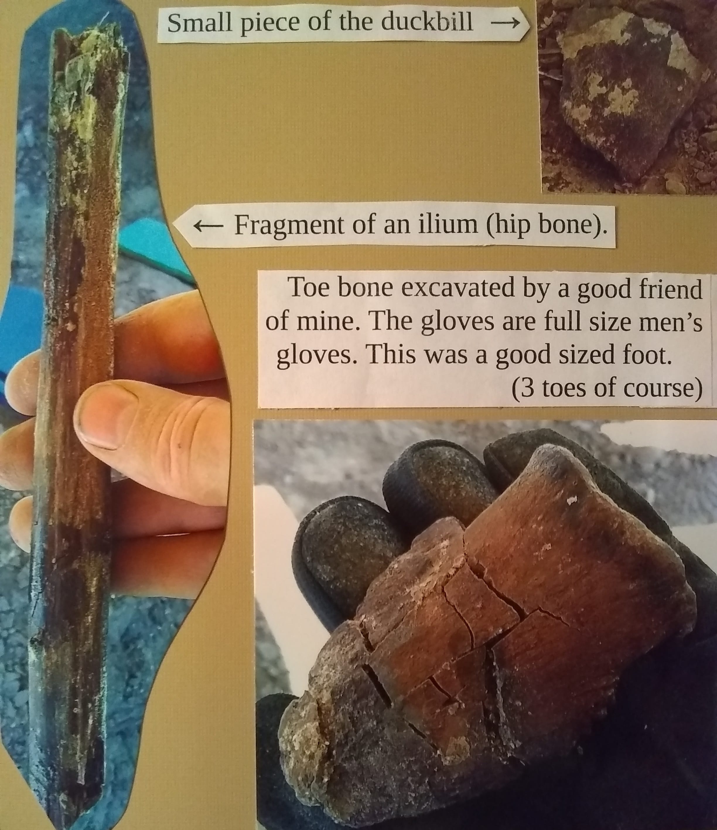 Right: Small piece of the duckbill. Left: Fragment of an ilium (hip bone). Bottom: Toe bone excavated by a good friend of mine. The gloves are full size men's gloves. this was a good sized foot. (3 toes of course)