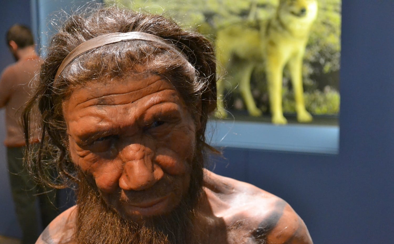 Neanderthal man reconstruction: ID 53497810 © Slawek Kozakiewicz | Dreamstime.com