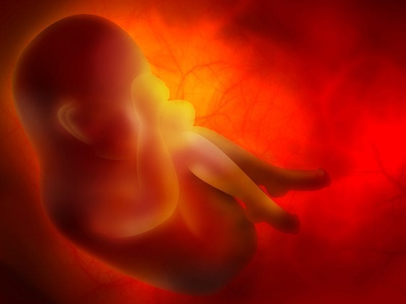Human fetus CG rendering: ID 18648938 © Zoya Fedorova | Dreamstime.com