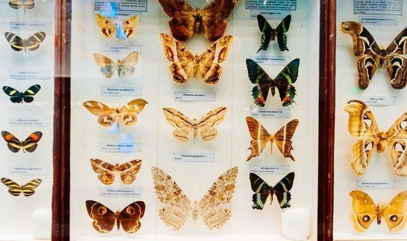 Butterfly species display: ID 60594553 © Constantin Opris | Dreamstime.com