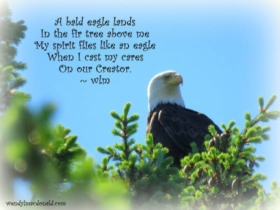 Close up of bald eagle on pine tree, photo credit: Wendy McDonald