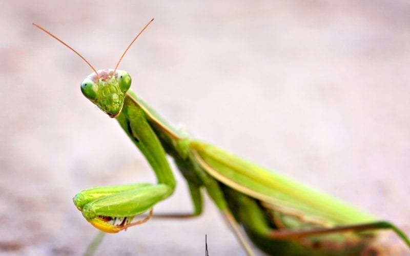 How Much do You Know About the Praying Mantis? – The Creation Club | A ...