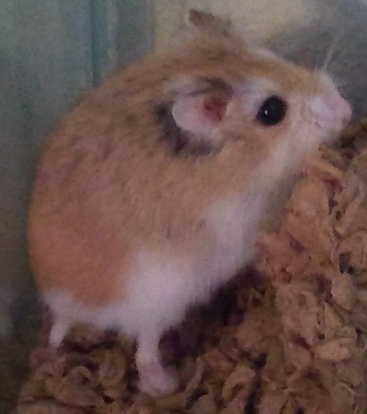 Roborovski hamster