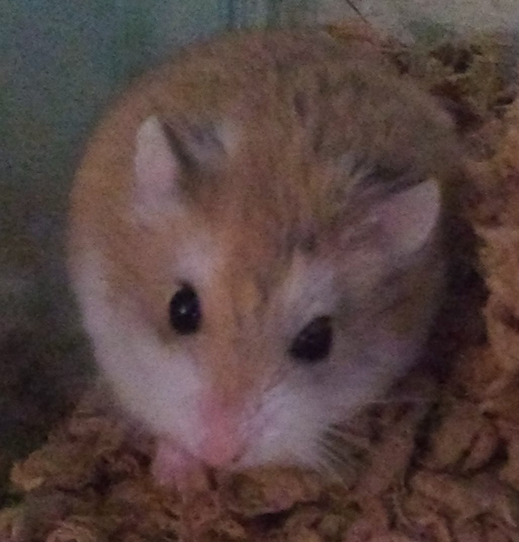 Roborovski hamster