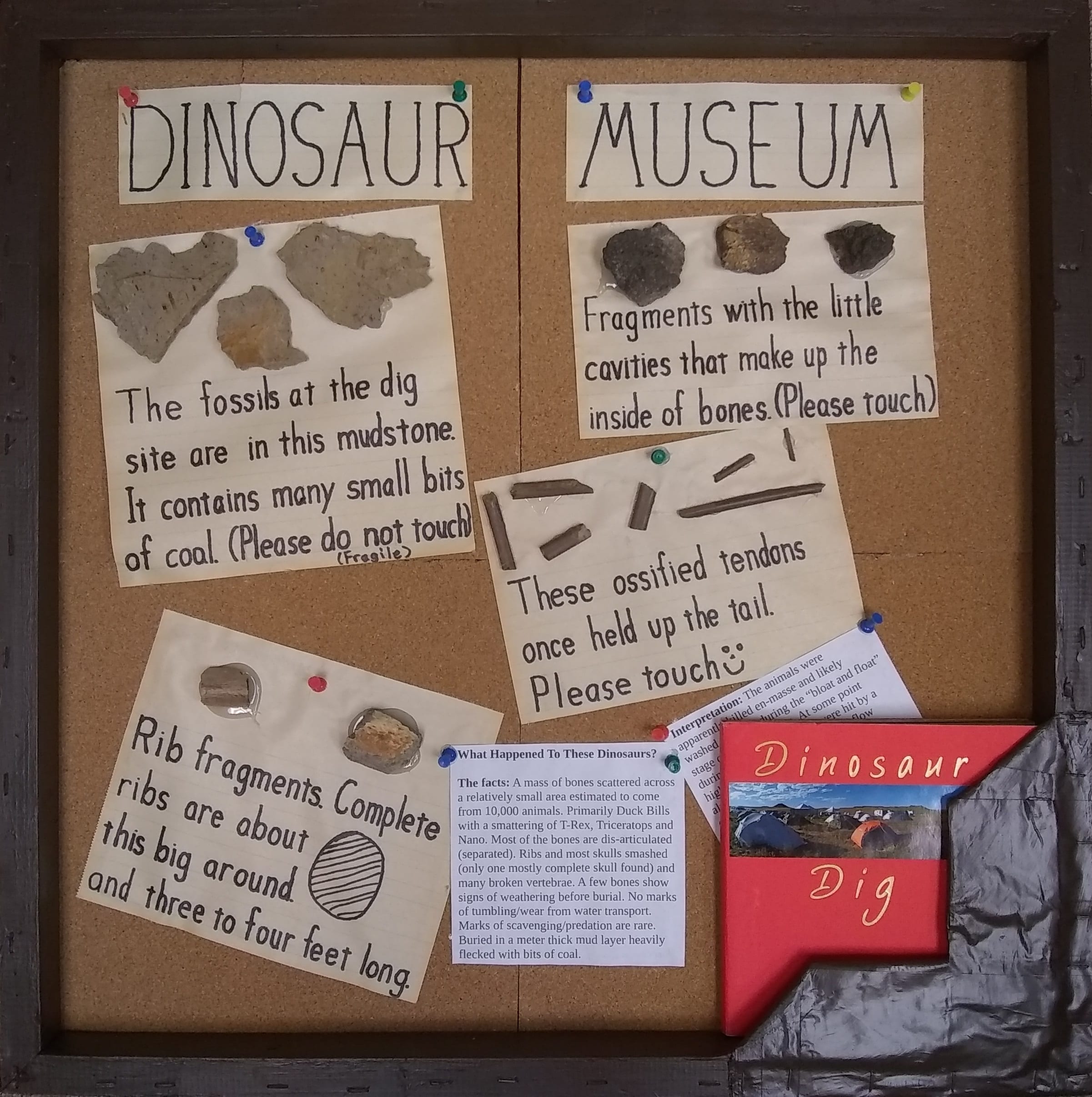 "Dinosaur Museum" display board