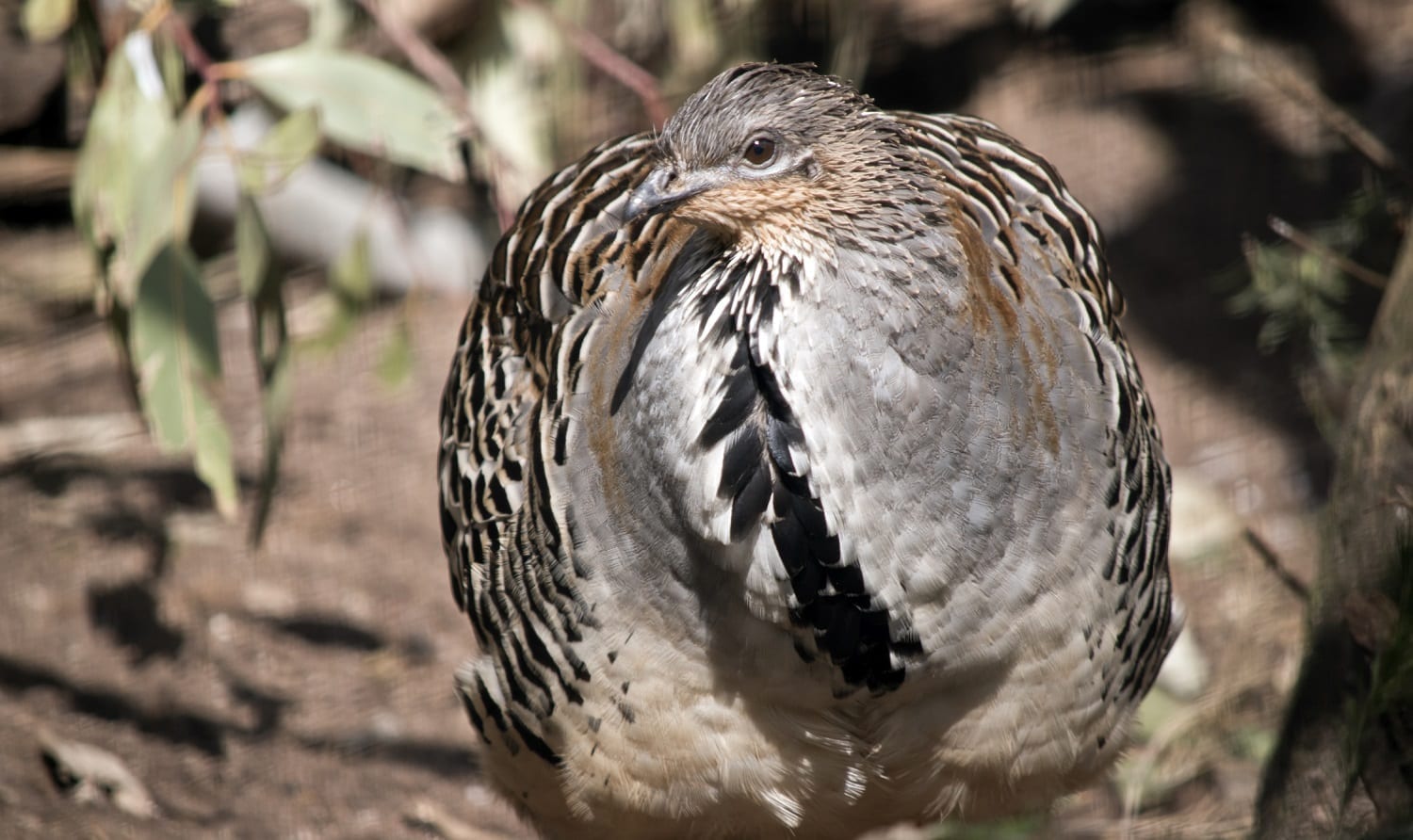 Malleefowl closeup showing its brown mottles plumage: ID 134428149 © Ozflash | Dreamstime.com