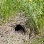 Animal burrow in grass: ID 32646065 © Mihairomeob | Dreamstime.com