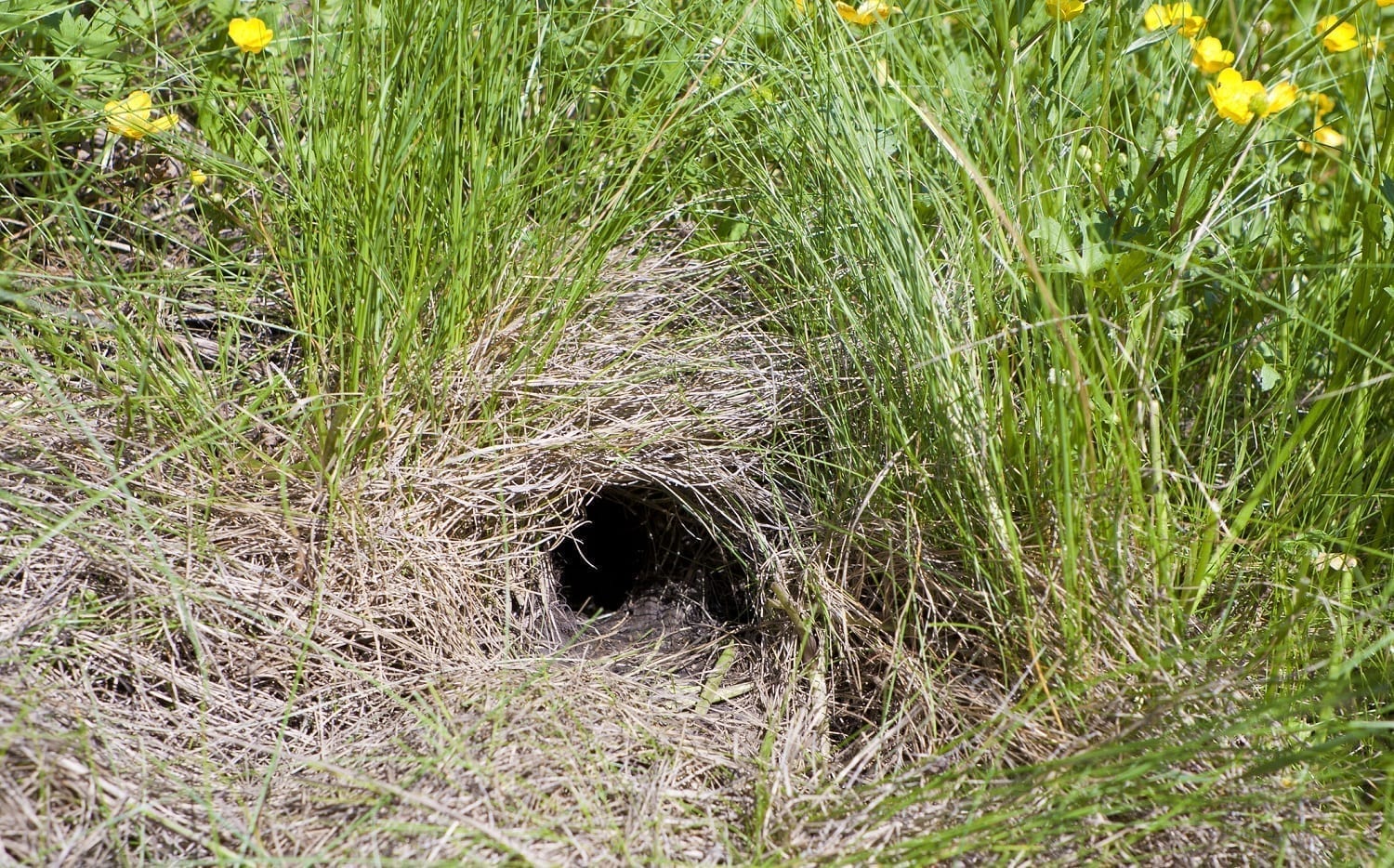 Animal burrow in grass: ID 32646065 © Mihairomeob | Dreamstime.com