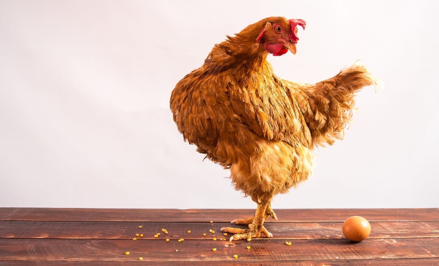Chicken looking at egg: ID 65974720 © Yuliia Fesyk | Dreamstime.com