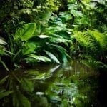 Jungle foliage with water, photo credit: George Hodan