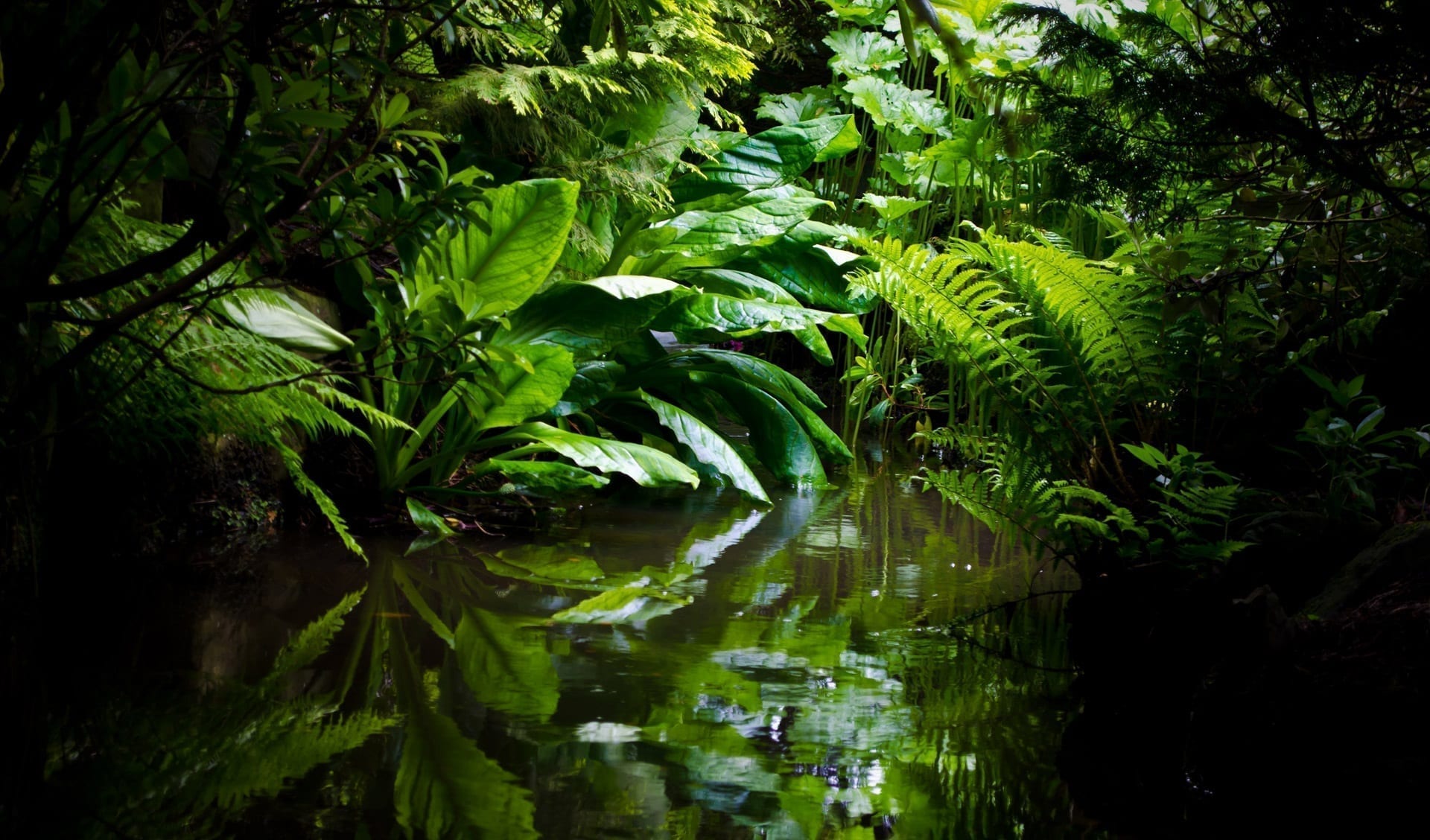 Jungle foliage with water, photo credit: George Hodan
