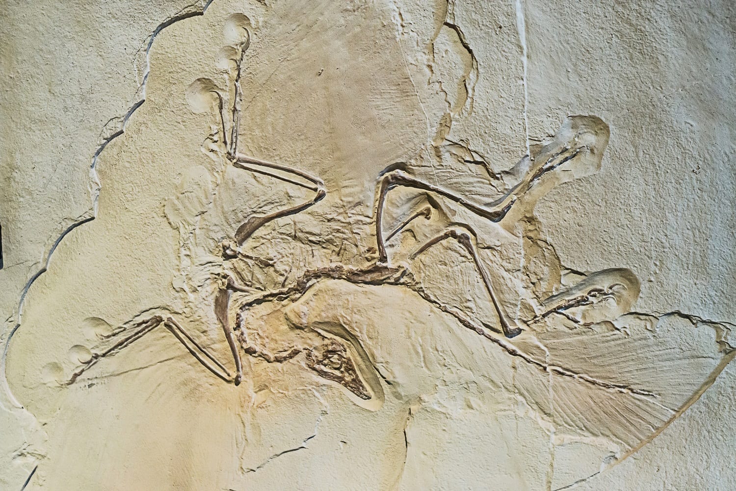 Archaeopteryx in sandstone: ID 32027033 © Gekaskr | Dreamstime.com