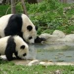 Mother and baby Panda: ID 35668772 © Hupeng | Dreamstime.com