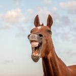 Horse 'laughing': ID 59526366 © Pat Smith | Dreamstime.com