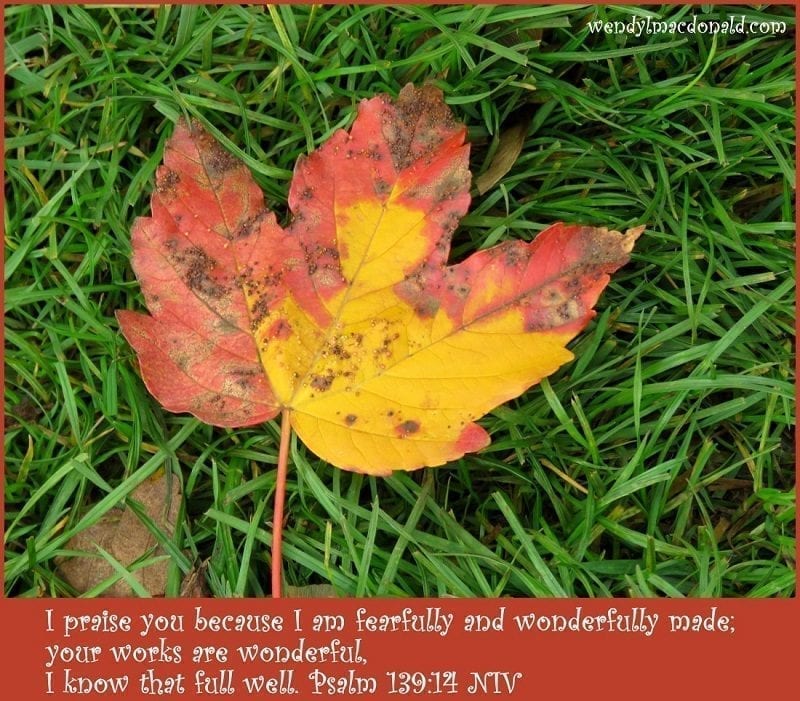 Photo credit: Wendy MacDonald I praise you because I am fearfully and wonderfully made; your works are wonderful, I know that full well. Psalm 139:14 NIV