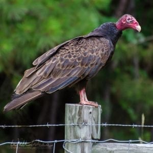 Vulture on a fence post, photo credit: William Wise