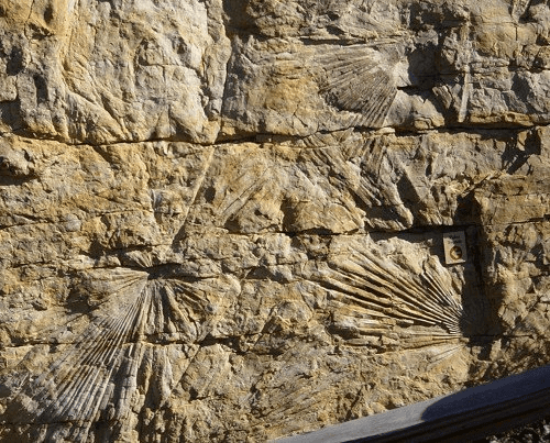 Fossils Stretching Through Multiple ‘Ages’: Polystrates – The Creation