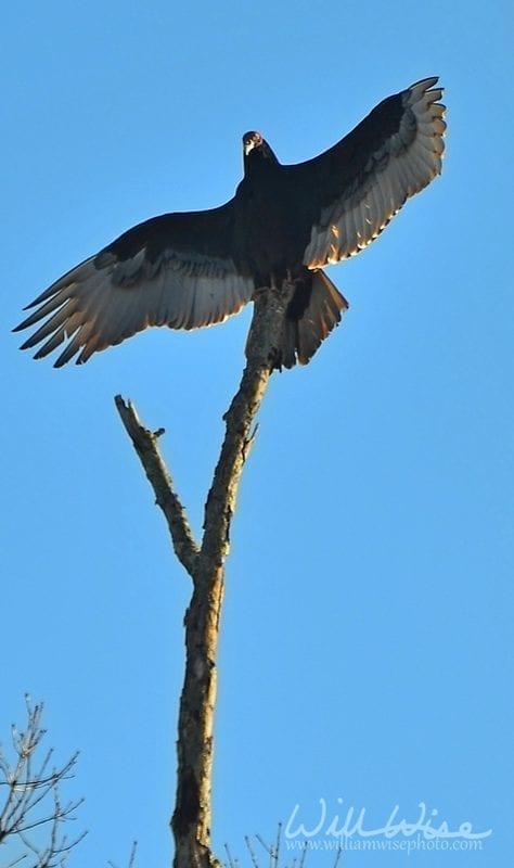 Vulture with wings outspread on a dead tree, photo credit: William Wise