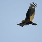 Turkey Vulture flying in the blue sky, photo credit: William Wise